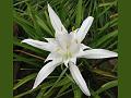 Long Flowered Spider Lily